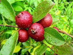Strawberry Guava Seedling