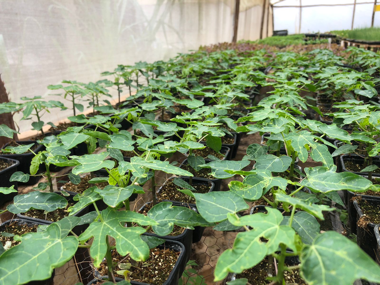 PawPaw Seedling