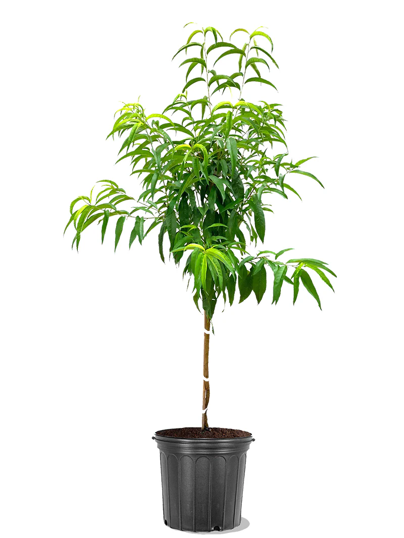 Nectarine Seedling