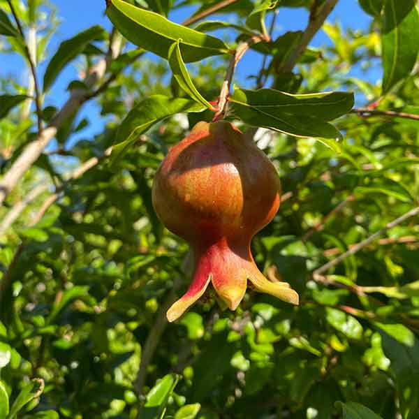 Soft and juicy Pomegranates