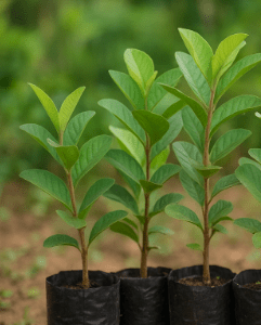 Guava Seedling